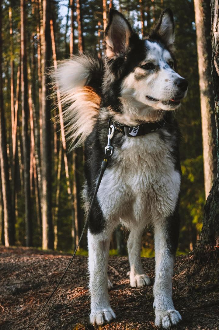 Dog with personalised "dog game" collar