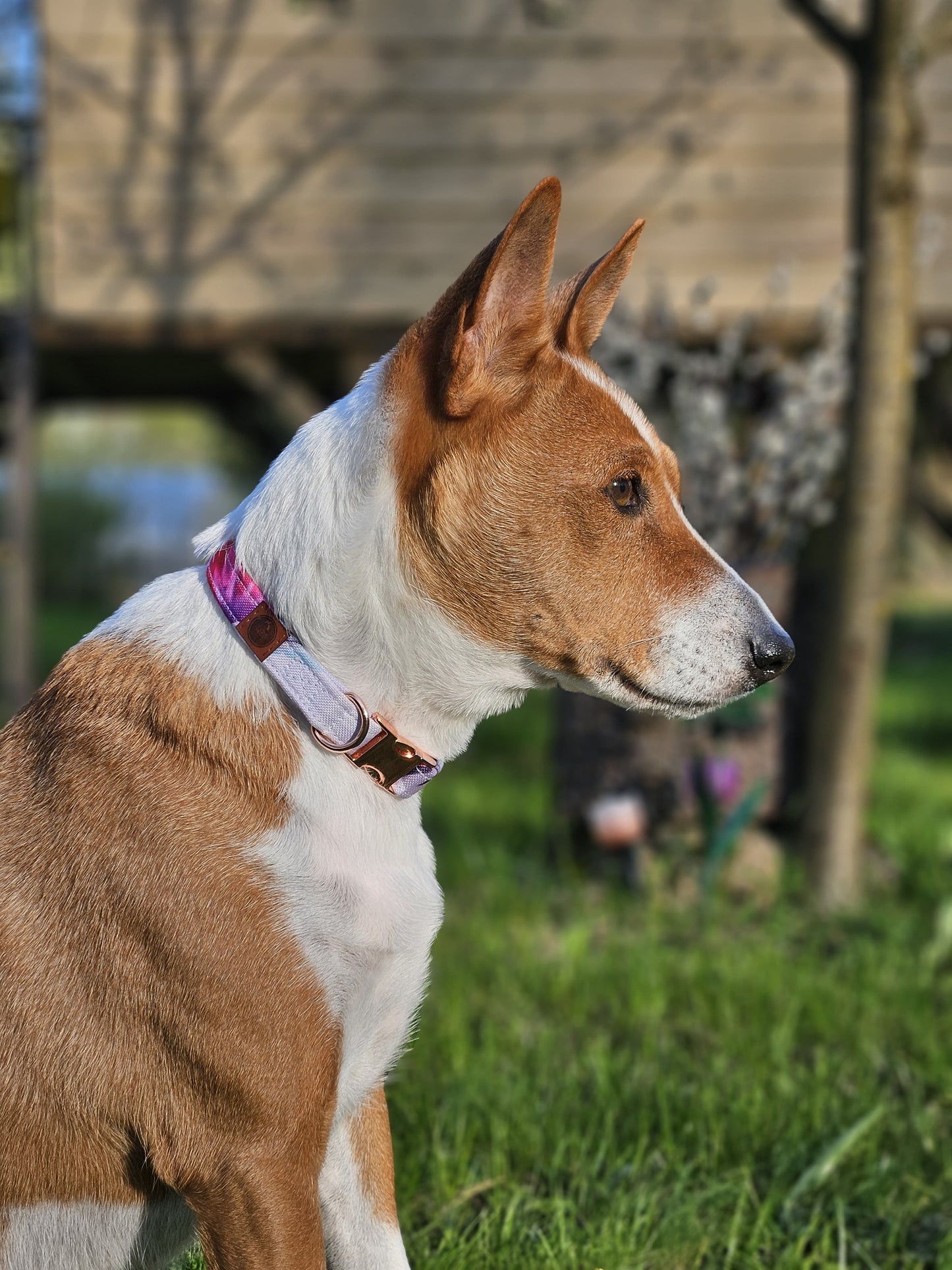 Dog with personalised "Flowers" collar