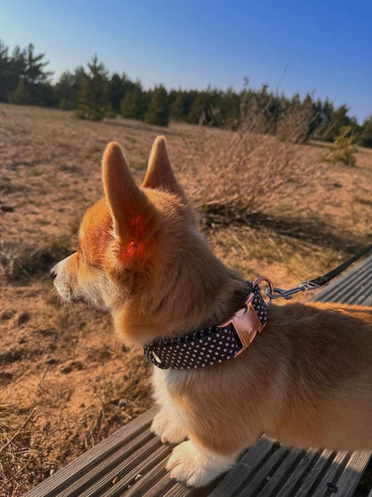 Personalise brown dotted dog collar from Gebo/Personalizē brūni punktēto suņa siksnu no Gebo
