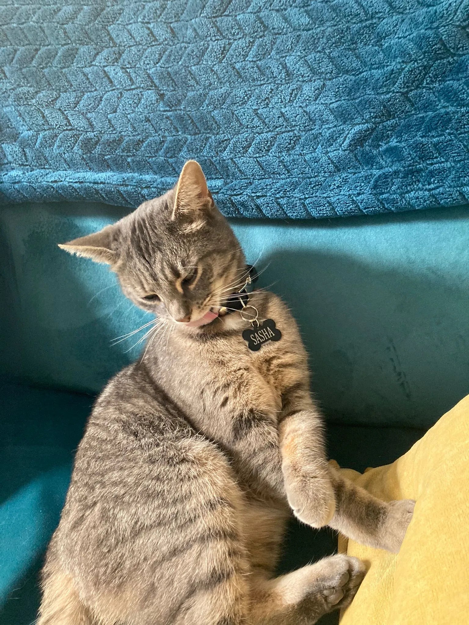 Cat with Dark grey collar 
